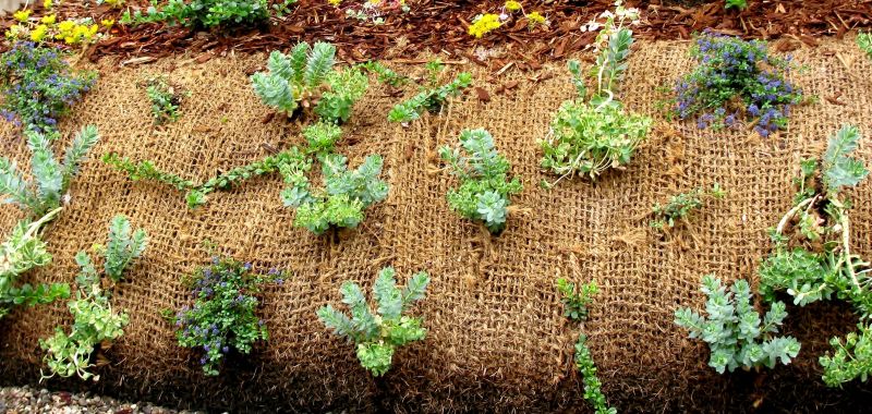 Erosion Control Plantings